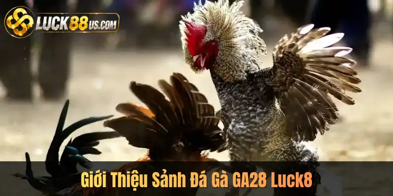 Giới Thiệu Sảnh Đá Gà GA28 Luck8