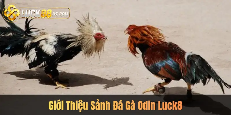 Giới Thiệu Sảnh Đá Gà Odin Luck8
