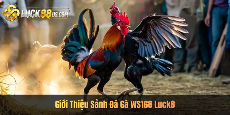 Giới Thiệu Sảnh Đá Gà WS168 Luck8