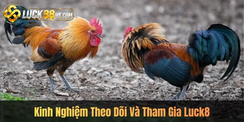 Kinh Nghiệm Theo Dõi Và Tham Gia Luck8