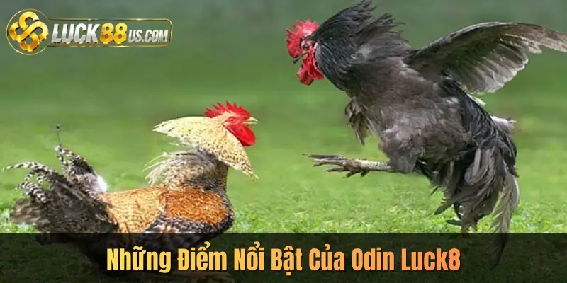 Những Điểm Nổi Bật Của Odin Luck8