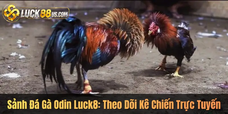 Sảnh Đá Gà Odin Luck8: Theo Dõi Kê Chiến Trực Tuyến