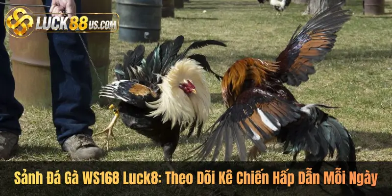 Sảnh Đá Gà WS168 Luck8: Theo Dõi Kê Chiến Hấp Dẫn Mỗi Ngày